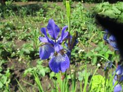 Iris Sibirica Iris Sibirica