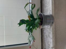 Weihnachtskaktus Weihnachtskaktus
