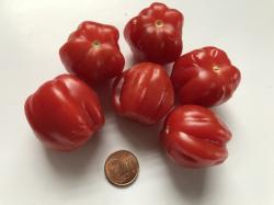 Tomate - Sunstream Tomate - Sunstream