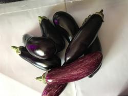 Aubergine- Redona Negra Aubergine- Redona Negra