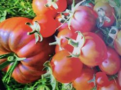 Malinovy Retro Tomate