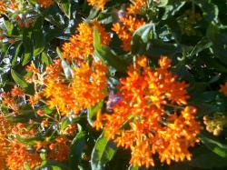 Orange Seidenpflanze Orange Seidenpflanze