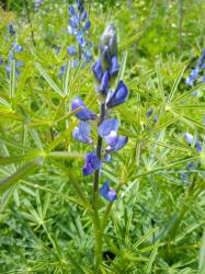 Blaue Lupine Blaue Lupine