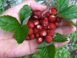 mindestens 20 Walderdbeerpflanzen mindestens 20 Walderdbeerpflanzen