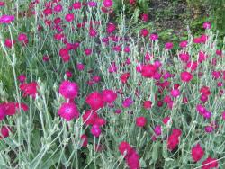 3 kräftige Pflanzen Rosa Vixiernelken 3 kräftige Pflanzen Rosa Vixiernelken