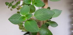 Ableger/Stecklinge meiner Streptocarpus Ableger/Stecklinge meiner Streptocarpus