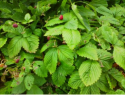 Walderdbeeren 20 Stück Walderdbeeren 20 Stück
