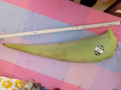 Aloe Vera Blatt Aloe Vera Blatt