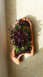 Microgreens - Superfood Microgreens - Superfood