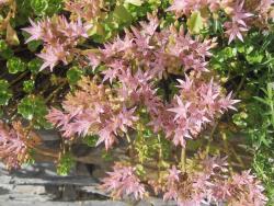 mehrer Ableger vom Sedum Spurinum mehrer Ableger vom Sedum Spurinum