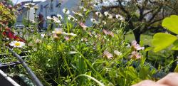 Spanisches Gänseblümchen Spanisches Gänseblümchen