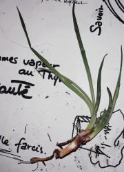 Bulbine, Katzenschwanzpflanze Bulbine, Katzenschwanzpflanze