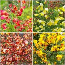 Ginster Bienenweide Ginster Bienenweide