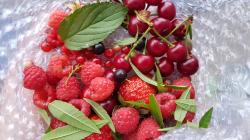 Himbeere jährig, guter Ertrag, schnell wachsend Himbeere jährig, guter Ertrag, schnell wachsend