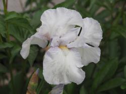 *Foto Hohe Iris English Cottage *Foto Hohe Iris English Cottage