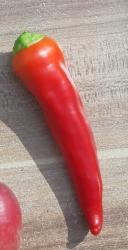 Chili Samen, Hungarian Wax Chili Samen, Hungarian Wax