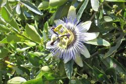 Blaue Passionsblume Blaue Passionsblume