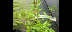 Granatapfel winterhart Stecklinge Granatapfel winterhart Stecklinge