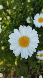 Margeriten Margeriten