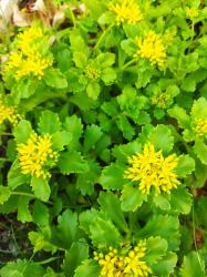 Sedum aizoon gelber Mauerpfeffer Sedum aizoon gelber Mauerpfeffer