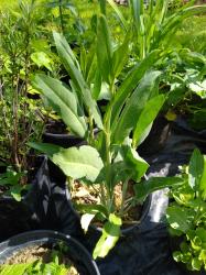 Ausdauernde Gartenkresse Ausdauernde Gartenkresse