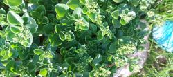 Teppich Fettblatt Sedum Teppich Fettblatt Sedum
