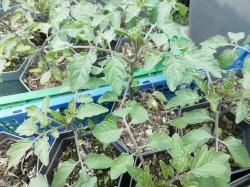 Rote Johannisbeertomate Rote Johannisbeertomate