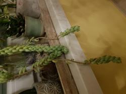 Donkey’s Tail Eselsschwanz Sedum morganianum Donkey’s Tail Eselsschwanz Sedum morganianum