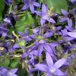 Polsterglockenblume Polsterglockenblume