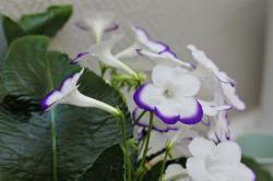 Streptocarpus Drehfrucht Streptocarpus Drehfrucht