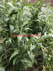 Ausdauernde Gartenkresse Ausdauernde Gartenkresse