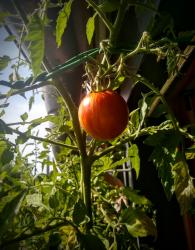 Tomate Tigerella Tomate Tigerella