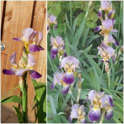 Schwertlilie, Iris, lila gelb Schwertlilie, Iris, lila gelb