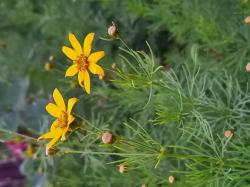 Quirlblättriges Mädchenauge 'Grandiflora' Quirlblättriges Mädchenauge 'Grandiflora'