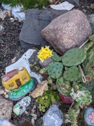 1 x Ohr von der Opuntia 1 x Ohr von der Opuntia