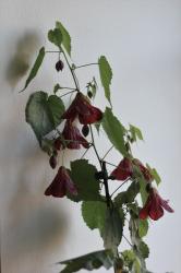 Abutilon Schönmalven Samen Abutilon Schönmalven Samen