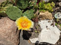 1 x Ohr von der Opuntia 1 x Ohr von der Opuntia