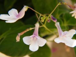 Streptocarpus caulescens var. pallescens Streptocarpus caulescens var. pallescens