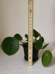 Pilea / Ufopflanze Pilea / Ufopflanze