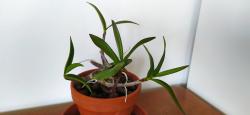 Dendrobium kingianum Dendrobium kingianum