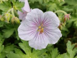 Geranium"Derrick Cook" Geranium"Derrick Cook"