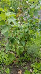 Schwarze Johannisbeere Schwarze Johannisbeere