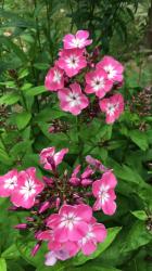 Phlox rosa Phlox rosa