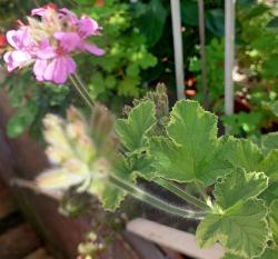 Duftpelargonie, evtl. Atomic Snowflake Duftpelargonie, evtl. Atomic Snowflake