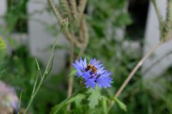 Kornblumen Kornblumen