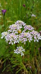 Bittere Schleifenblume Bittere Schleifenblume