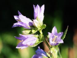 Nesselblättrige Glockenblume Nesselblättrige Glockenblume
