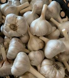 Weißer Knoblauch Samen Weißer Knoblauch Samen