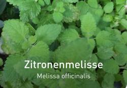 Zitronenmelisse Zitronenmelisse