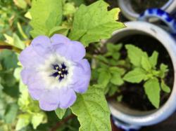 Blaue Lampionblume + 1 Zugabe Blaue Lampionblume + 1 Zugabe